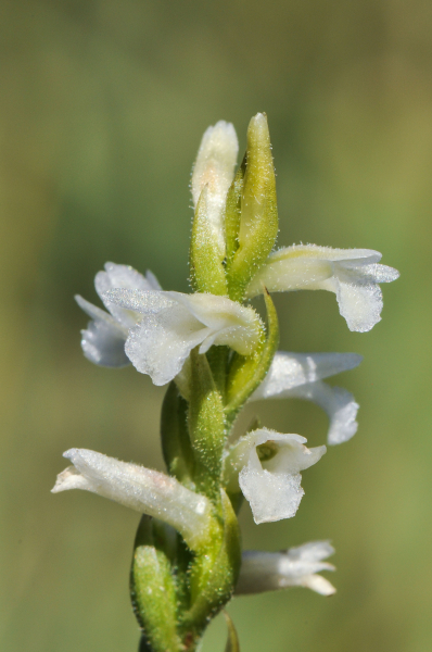 Pflanzenbild gross Sommer-Wendelähre - Spiranthes aestivalis