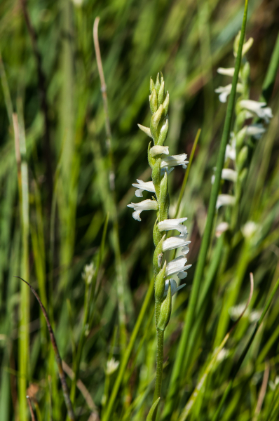 Pflanzenbild gross Sommer-Wendelähre - Spiranthes aestivalis