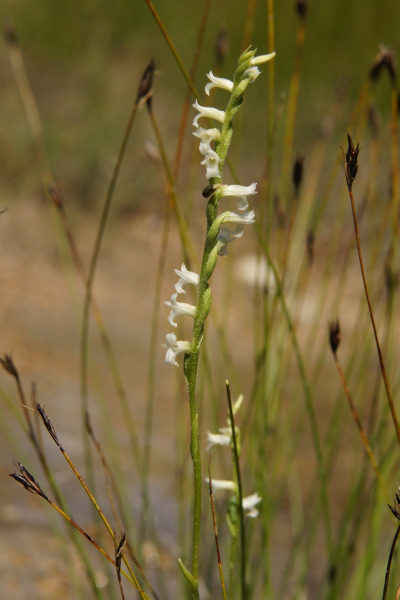 Pflanzenbild gross Sommer-Wendelähre - Spiranthes aestivalis