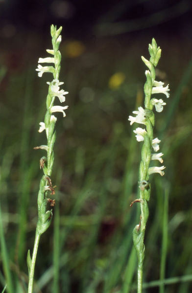 Pflanzenbild gross Sommer-Wendelähre - Spiranthes aestivalis
