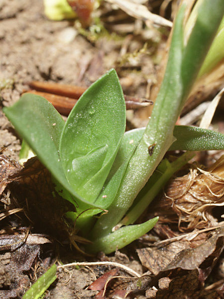 Pflanzenbild gross Herbst-Wendelähre - Spiranthes spiralis