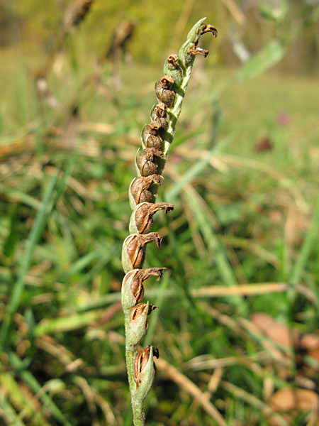 Pflanzenbild gross Herbst-Wendelähre - Spiranthes spiralis