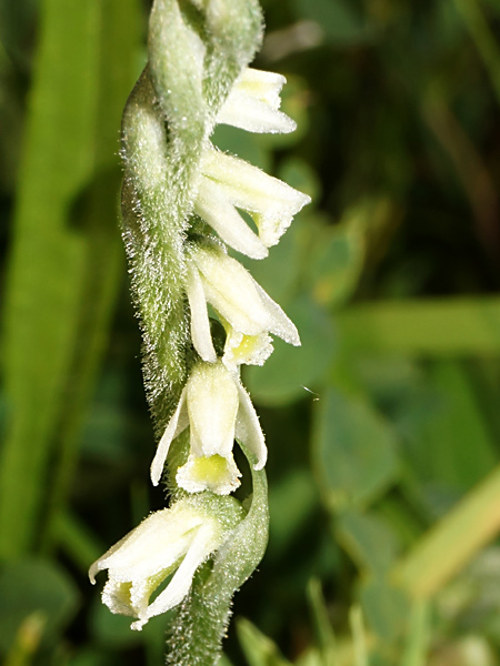 Pflanzenbild gross Herbst-Wendelähre - Spiranthes spiralis