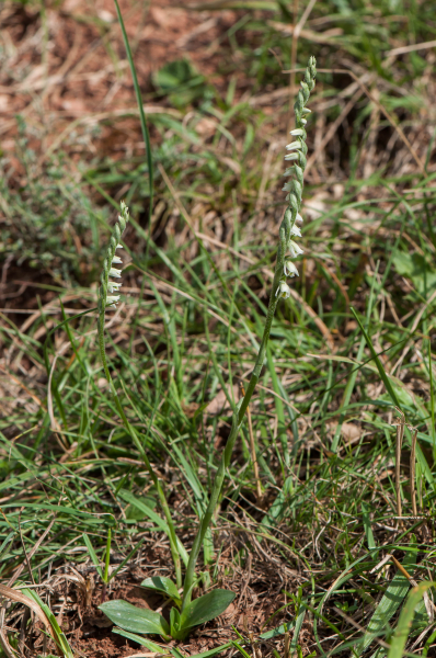 Pflanzenbild gross Herbst-Wendelähre - Spiranthes spiralis