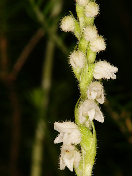 Pflanzenbild gross Moosorchis - Goodyera repens
