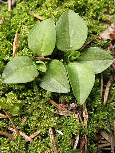 Pflanzenbild gross Moosorchis - Goodyera repens