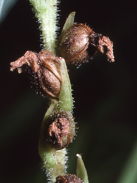 Pflanzenbild gross Moosorchis - Goodyera repens