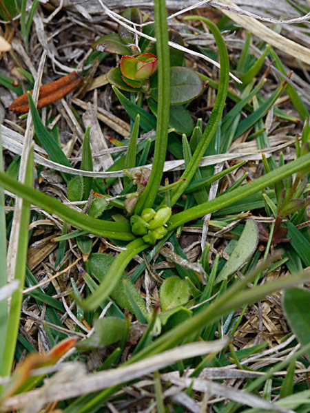Pflanzenbild gross Zwergorchis - Chamorchis alpina