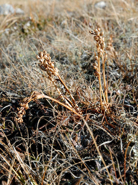 Pflanzenbild gross Zwergorchis - Chamorchis alpina
