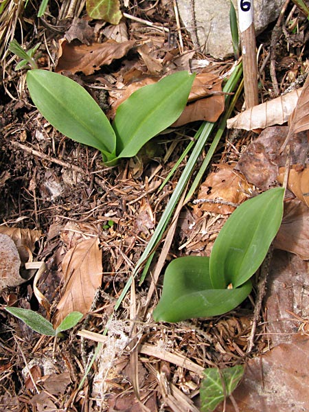 Pflanzenbild gross Weisses Breitkölbchen - Platanthera bifolia