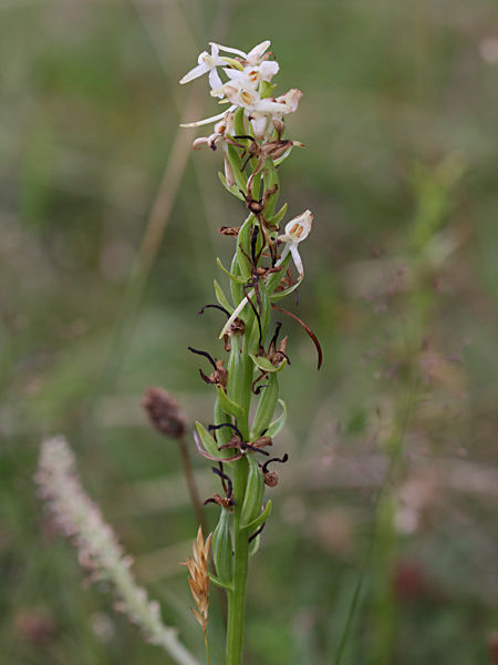 Pflanzenbild gross Weisses Breitkölbchen - Platanthera bifolia