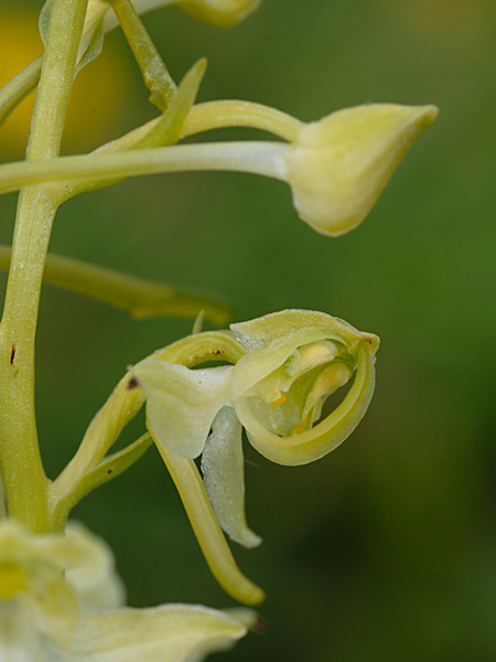 Pflanzenbild gross Grünliches Breitkölbchen - Platanthera chlorantha