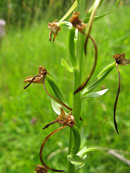 Pflanzenbild gross Grünliches Breitkölbchen - Platanthera chlorantha