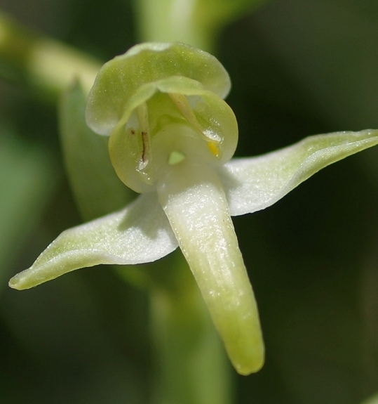 Pflanzenbild gross Grünliches Breitkölbchen - Platanthera chlorantha