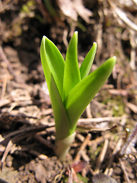 Pflanzenbild gross Langspornige Handwurz - Gymnadenia conopsea