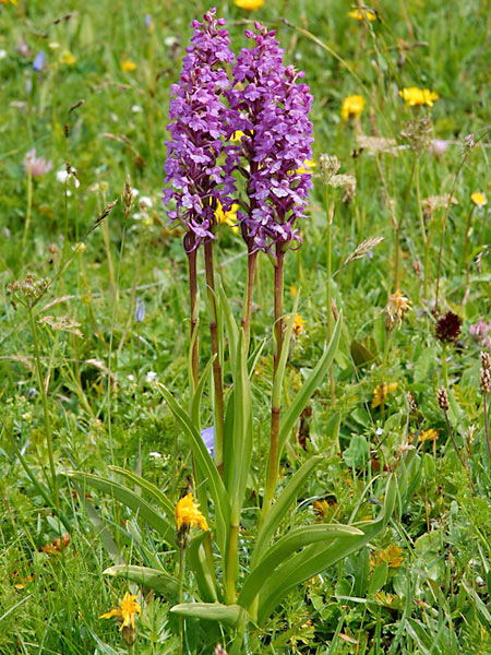 Pflanzenbild gross Langspornige Handwurz - Gymnadenia conopsea