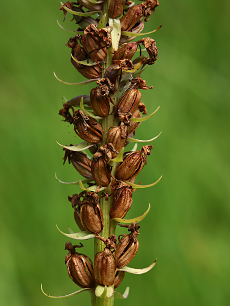 Pflanzenbild gross Langspornige Handwurz - Gymnadenia conopsea