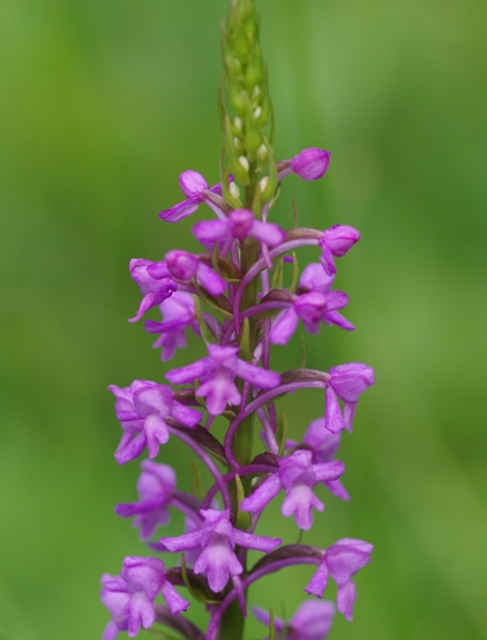 Pflanzenbild gross Langspornige Handwurz - Gymnadenia conopsea