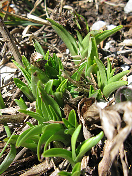 Pflanzenbild gross Wohlriechende Handwurz - Gymnadenia odoratissima