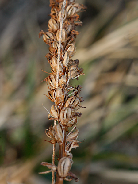 Pflanzenbild gross Wohlriechende Handwurz - Gymnadenia odoratissima