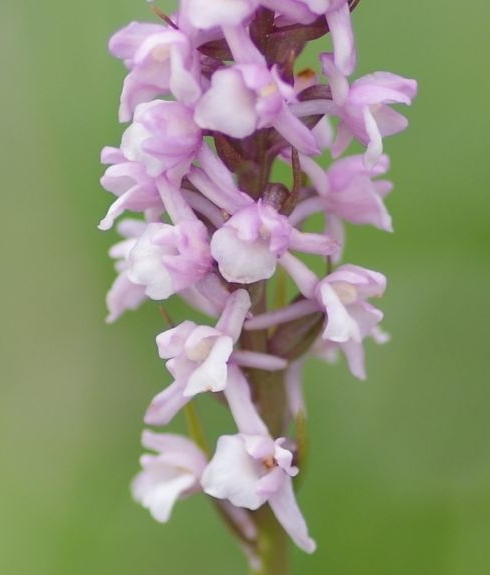 Pflanzenbild gross Wohlriechende Handwurz - Gymnadenia odoratissima