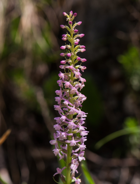 Pflanzenbild gross Wohlriechende Handwurz - Gymnadenia odoratissima