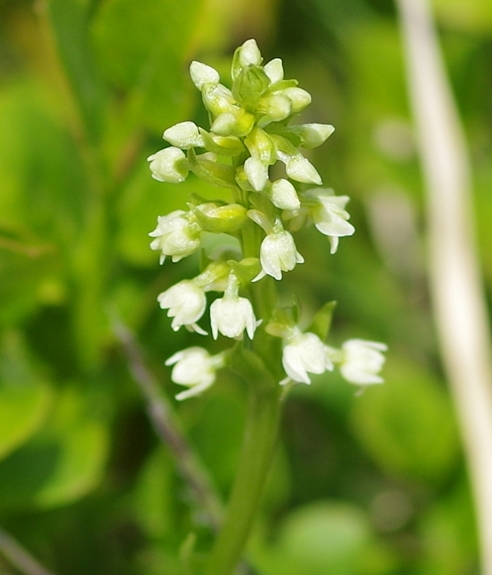 Pflanzenbild gross Weisszunge - Pseudorchis albida