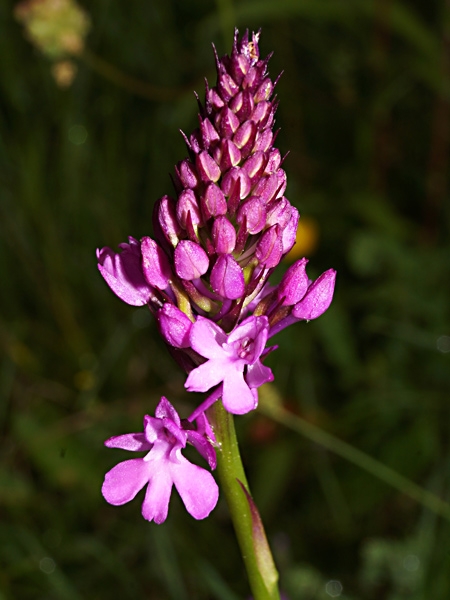 Pflanzenbild gross Spitzorchis - Anacamptis pyramidalis