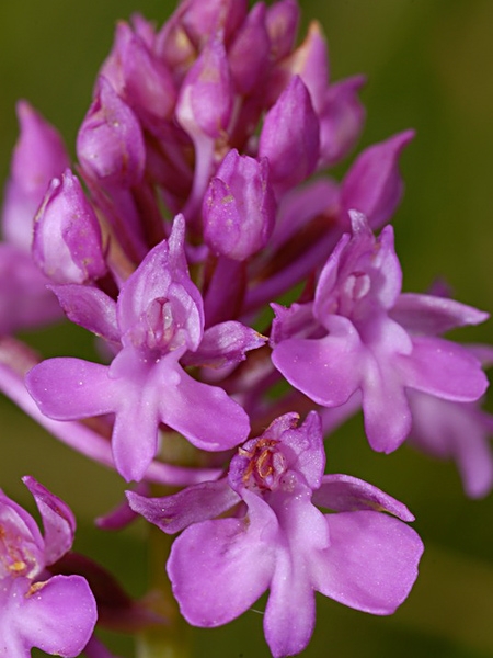 Pflanzenbild gross Spitzorchis - Anacamptis pyramidalis