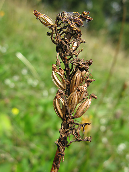 Pflanzenbild gross Spitzorchis - Anacamptis pyramidalis