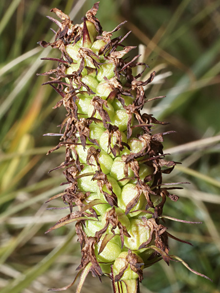 Pflanzenbild gross Schwarzes Männertreu - Nigritella rhellicani aggr.