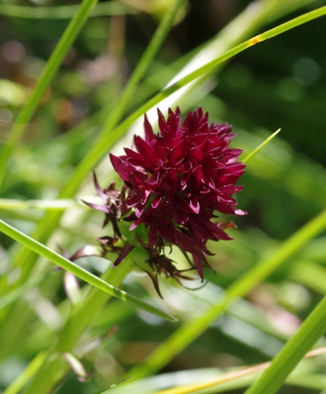 Pflanzenbild gross Schwarzes Männertreu - Nigritella rhellicani aggr.