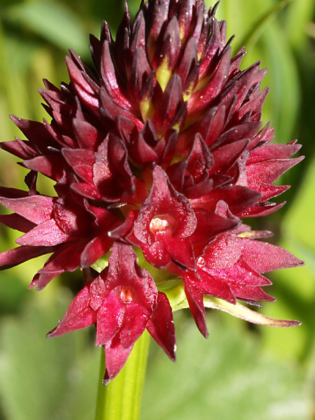 Pflanzenbild gross Schwarzes Männertreu - Nigritella rhellicani aggr.