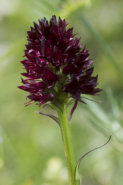 Pflanzenbild gross Schwarzes Männertreu - Nigritella rhellicani aggr.