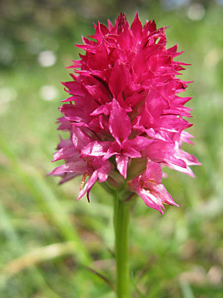 Pflanzenbild gross Rotes Männertreu - Nigritella rubra