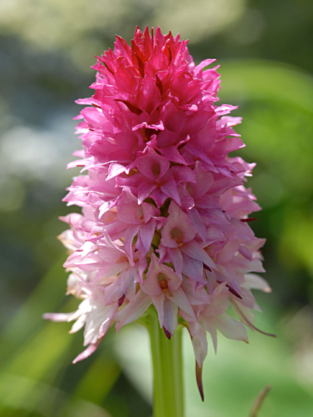 Pflanzenbild gross Rotes Männertreu - Nigritella rubra