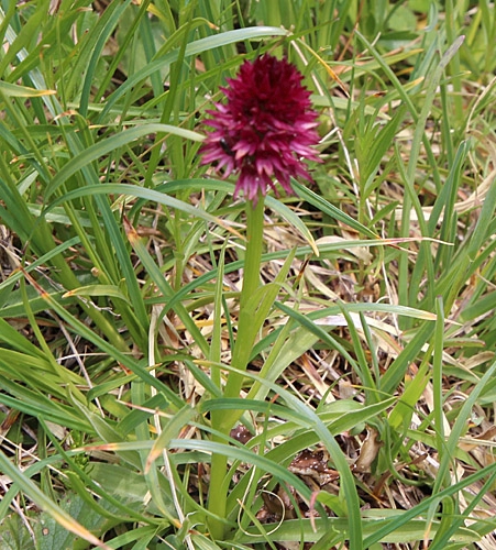 Pflanzenbild gross Rotes Männertreu - Nigritella rubra