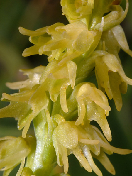 Pflanzenbild gross Einorchis - Herminium monorchis