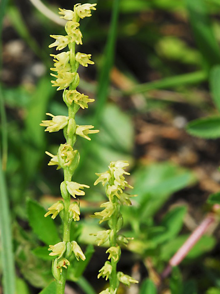Pflanzenbild gross Einorchis - Herminium monorchis