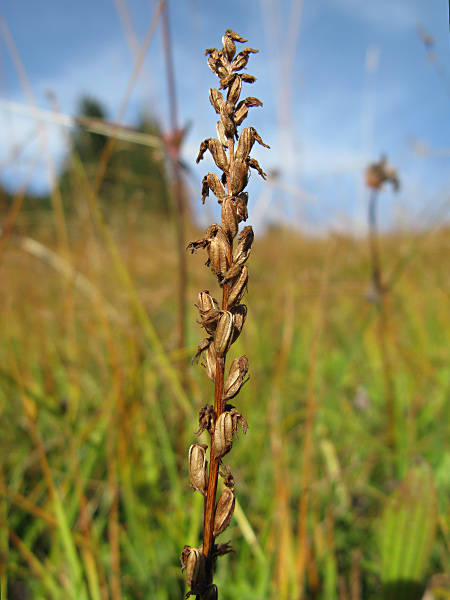 Pflanzenbild gross Einorchis - Herminium monorchis