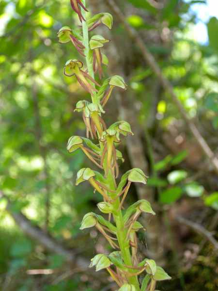 Pflanzenbild gross Ohnsporn - Aceras anthropophorum