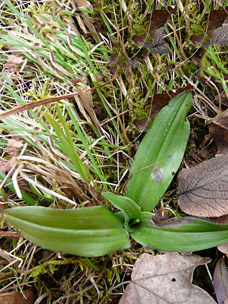 Pflanzenbild gross Ohnsporn - Aceras anthropophorum