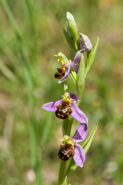 Pflanzenbild gross Bienen-Ragwurz - Ophrys apifera