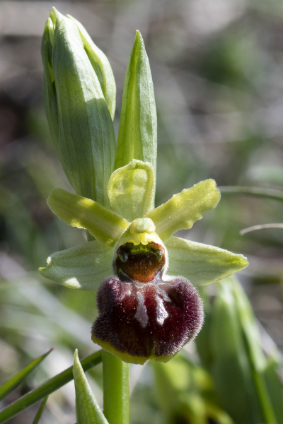 Pflanzenbild gross Gewöhnliche Spinnen-Ragwurz - Ophrys sphegodes