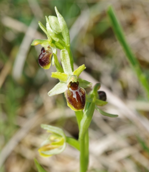 Pflanzenbild gross Kleine Spinnen-Ragwurz - Ophrys araneola