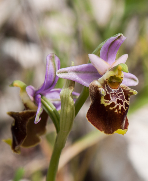 Pflanzenbild gross Gewöhnliche Hummel-Ragwurz - Ophrys holosericea subsp. holosericea
