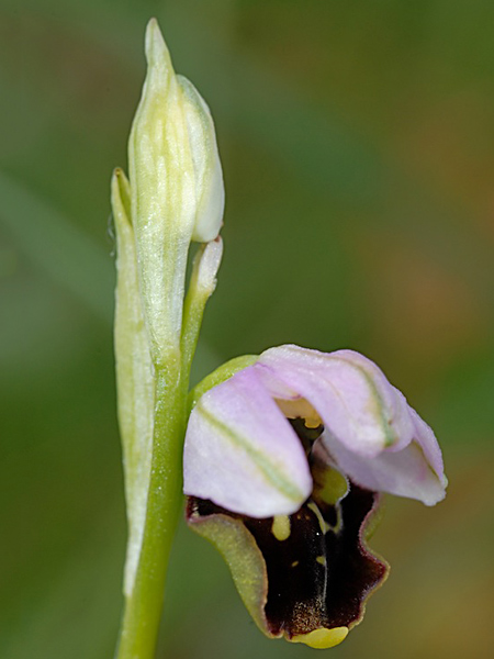 Pflanzenbild gross Gewöhnliche Hummel-Ragwurz - Ophrys holosericea subsp. holosericea
