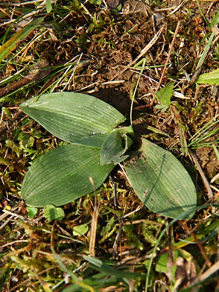 Pflanzenbild gross Gewöhnliche Hummel-Ragwurz - Ophrys holosericea subsp. holosericea