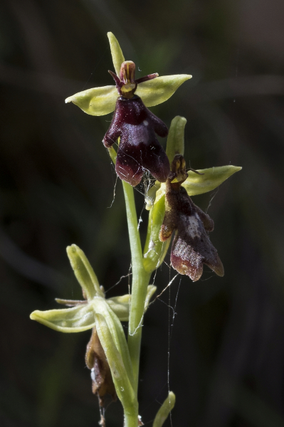 Pflanzenbild gross Fliegen-Ragwurz - Ophrys insectifera
