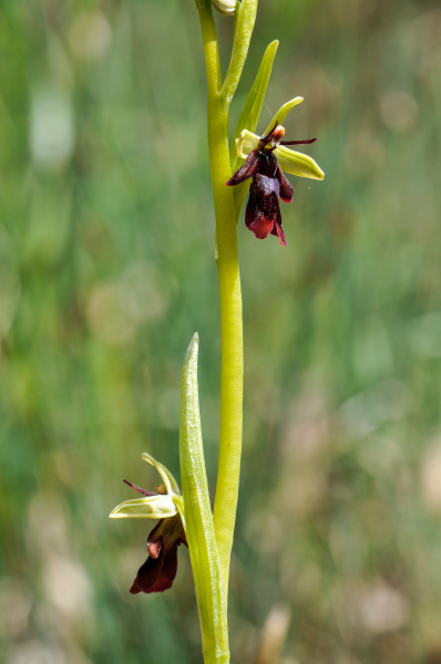 Pflanzenbild gross Fliegen-Ragwurz - Ophrys insectifera